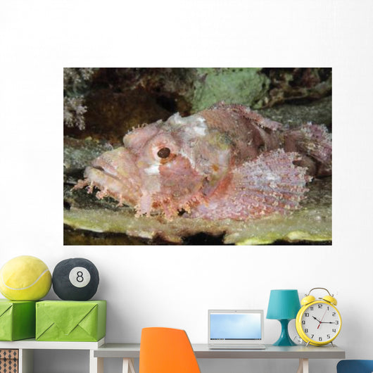 Scorpionfish Indonesia Wall Decal