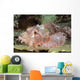 Scorpionfish Indonesia Wall Decal