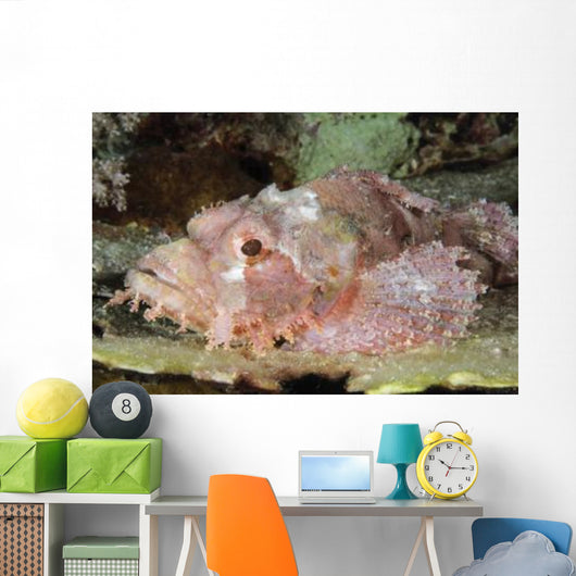 Scorpionfish Indonesia Wall Decal