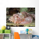 Scorpionfish Indonesia Wall Decal