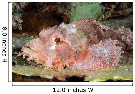 Scorpionfish Indonesia Wall Decal