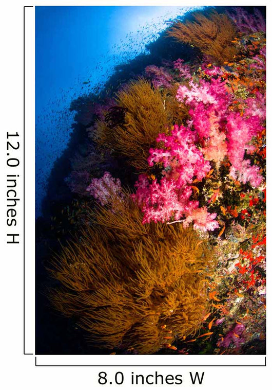 Black Coral and Soft Wall Decal