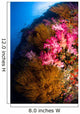 Black Coral and Soft Wall Decal