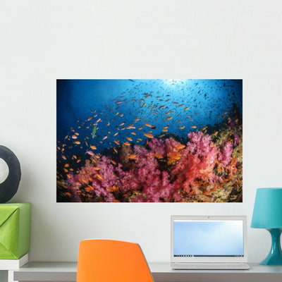 Anthias Fish and Soft Wall Decal shown on a wall