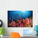 Anthias Fish and Soft Wall Decal