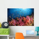 Anthias Fish and Soft Wall Decal