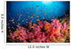 Anthias Fish and Soft Wall Decal