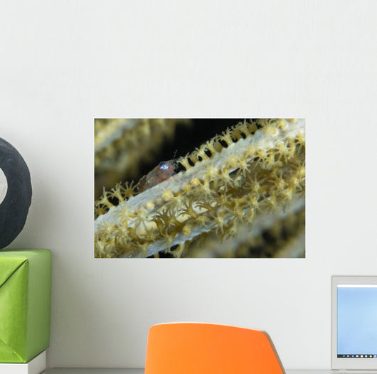 Shrimp Sea Fan Belize Wall Decal
