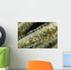 Shrimp Sea Fan Belize Wall Decal