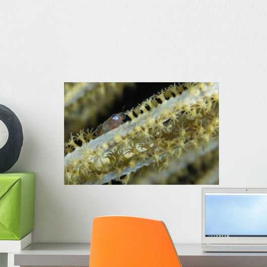 Shrimp Sea Fan Belize Wall Decal