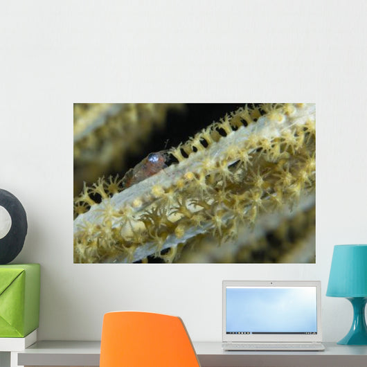 Shrimp Sea Fan Belize Wall Decal