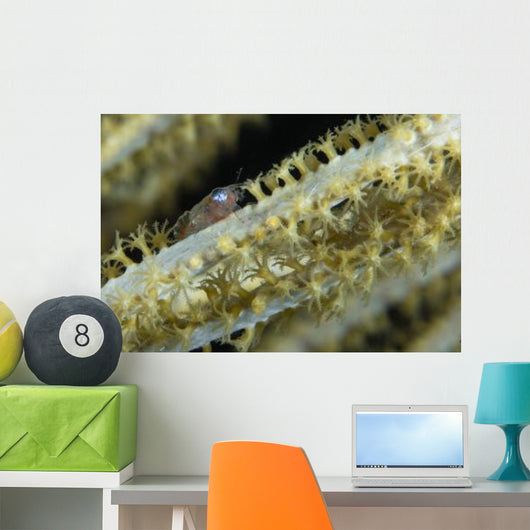 Shrimp Sea Fan Belize Wall Decal