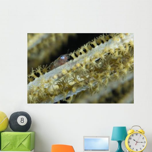 Shrimp Sea Fan Belize Wall Decal