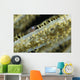 Shrimp Sea Fan Belize Wall Decal