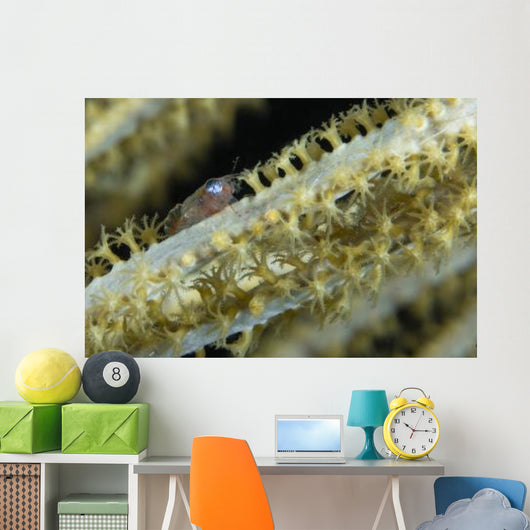 Shrimp Sea Fan Belize Wall Decal