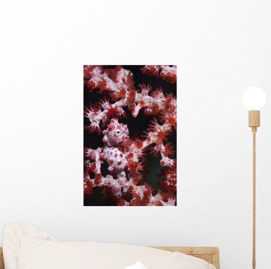 Pygmy Seahorse Indonesia Wall Decal Design 2
