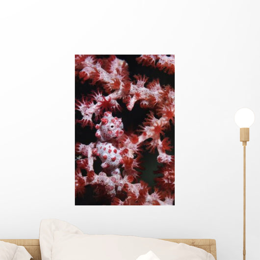 Pygmy Seahorse Indonesia Wall Decal Design 2