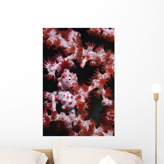 Pygmy Seahorse Indonesia Wall Decal Design 2