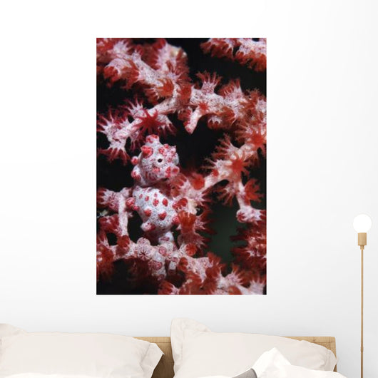 Pygmy Seahorse Indonesia Wall Decal Design 2