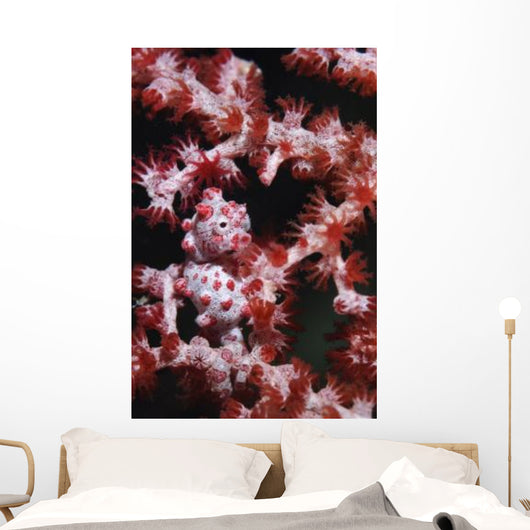Pygmy Seahorse Indonesia Wall Decal Design 2