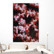 Pygmy Seahorse Indonesia Wall Decal Design 2