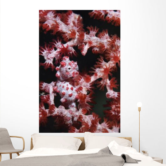 Pygmy Seahorse Indonesia Wall Decal Design 2