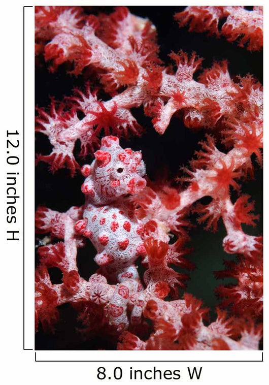 Pygmy Seahorse Indonesia Wall Decal Design 2