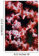 Pygmy Seahorse Indonesia Wall Decal Design 2