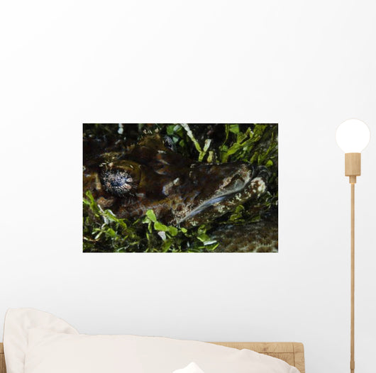 Crocodile Fish Indonesia Wall Decal