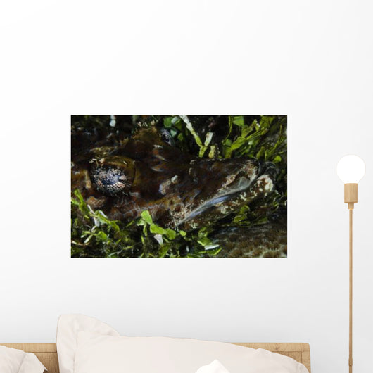 Crocodile Fish Indonesia Wall Decal