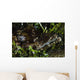 Crocodile Fish Indonesia Wall Decal