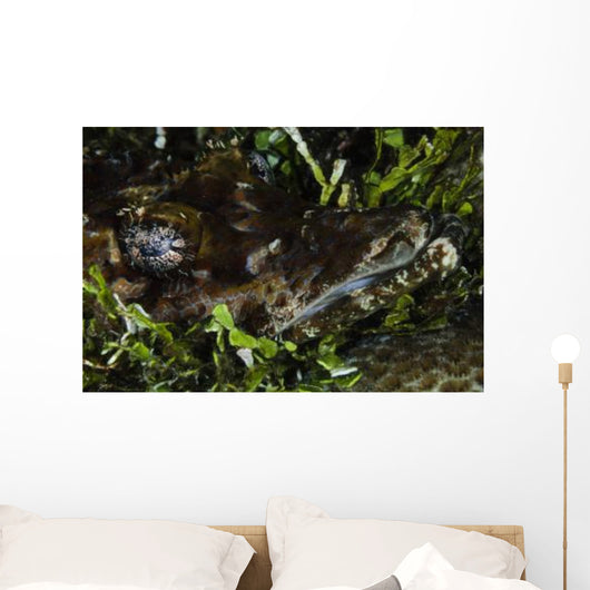 Crocodile Fish Indonesia Wall Decal