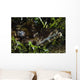 Crocodile Fish Indonesia Wall Decal