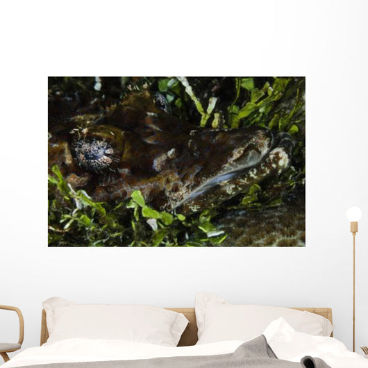 Crocodile Fish Indonesia Wall Decal