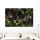 Crocodile Fish Indonesia Wall Decal