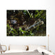 Crocodile Fish Indonesia Wall Decal