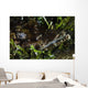 Crocodile Fish Indonesia Wall Decal