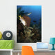 Schoolmaster Snapper Belize Wall Decal
