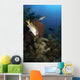 Schoolmaster Snapper Belize Wall Decal