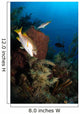 Schoolmaster Snapper Belize Wall Decal