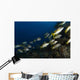 School Schoolmaster Snapper Belize Wall Decal