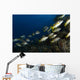 School Schoolmaster Snapper Belize Wall Decal