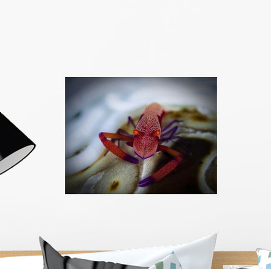 Commensal Shrimp Fiji Wall Decal