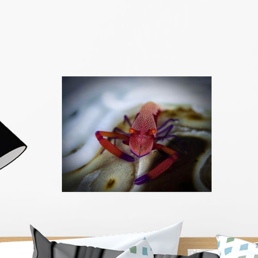 Commensal Shrimp Fiji Wall Decal