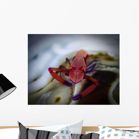 Commensal Shrimp Fiji Wall Decal