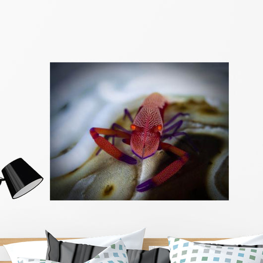 Commensal Shrimp Fiji Wall Decal