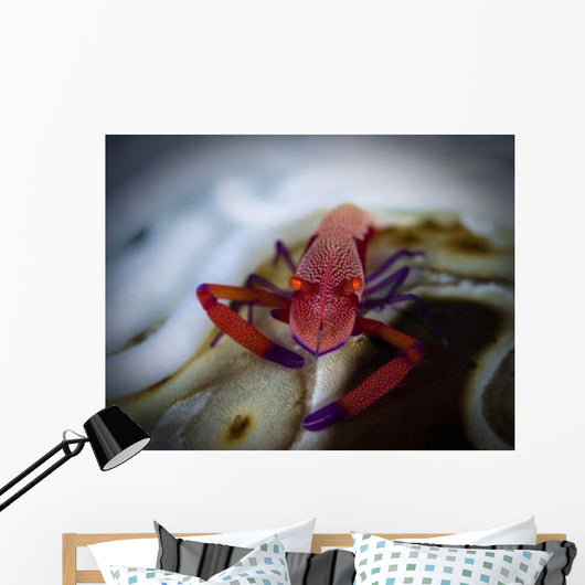 Commensal Shrimp Fiji Wall Decal