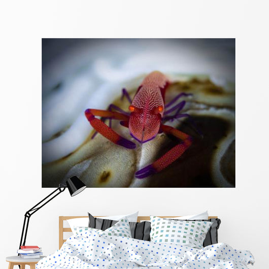 Commensal Shrimp Fiji Wall Decal