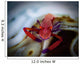 Commensal Shrimp Fiji Wall Decal