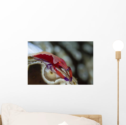 Imperator Commensal Shrimp Eyed Wall Decal